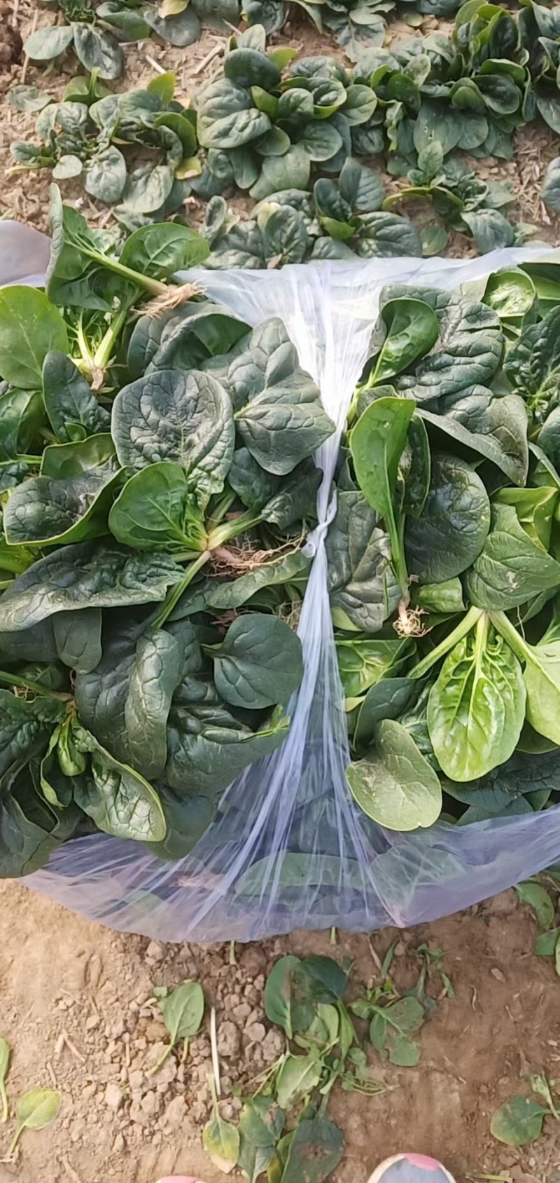 出售精品黑木耳，趴地菠菜。质量好。叶面非常饱满。口感非常