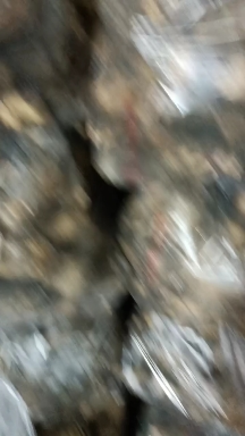 黄河白莲藕大量上市欢迎老板们提前订货，