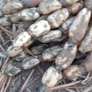 黄河白莲藕大量上市欢迎老板们提前订货，