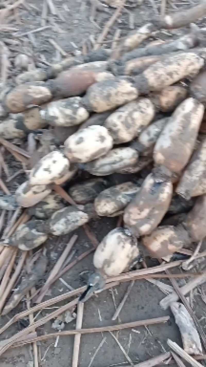 黄河白莲藕大量上市欢迎老板们提前订货，
