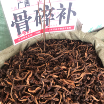 骨碎补