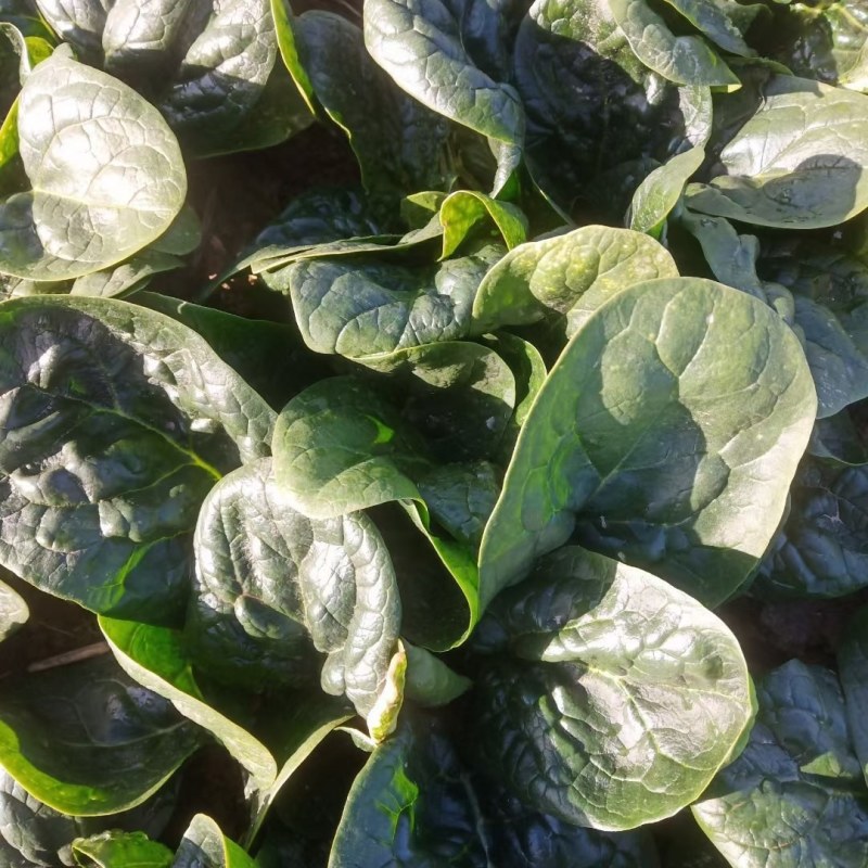 出售精品黑木耳，趴地菠菜。质量好。叶面非常饱满。口感非常