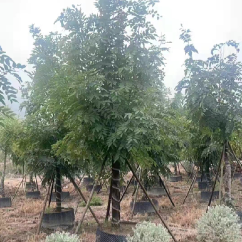 20公分的腊肠树各种规格的腊肠树现货低价批发