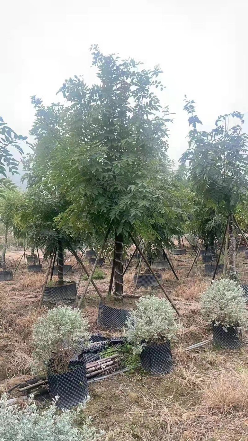 20公分的腊肠树各种规格的腊肠树现货低价批发