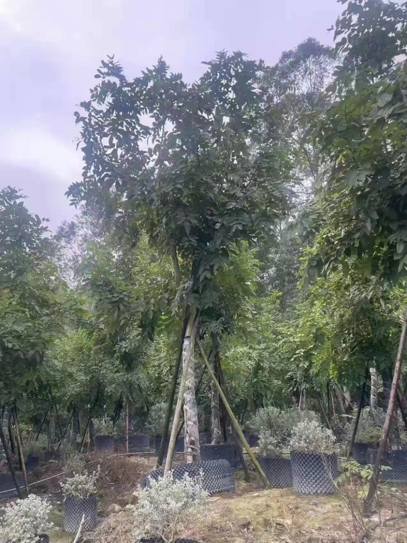 20公分的腊肠树各种规格的腊肠树现货低价批发