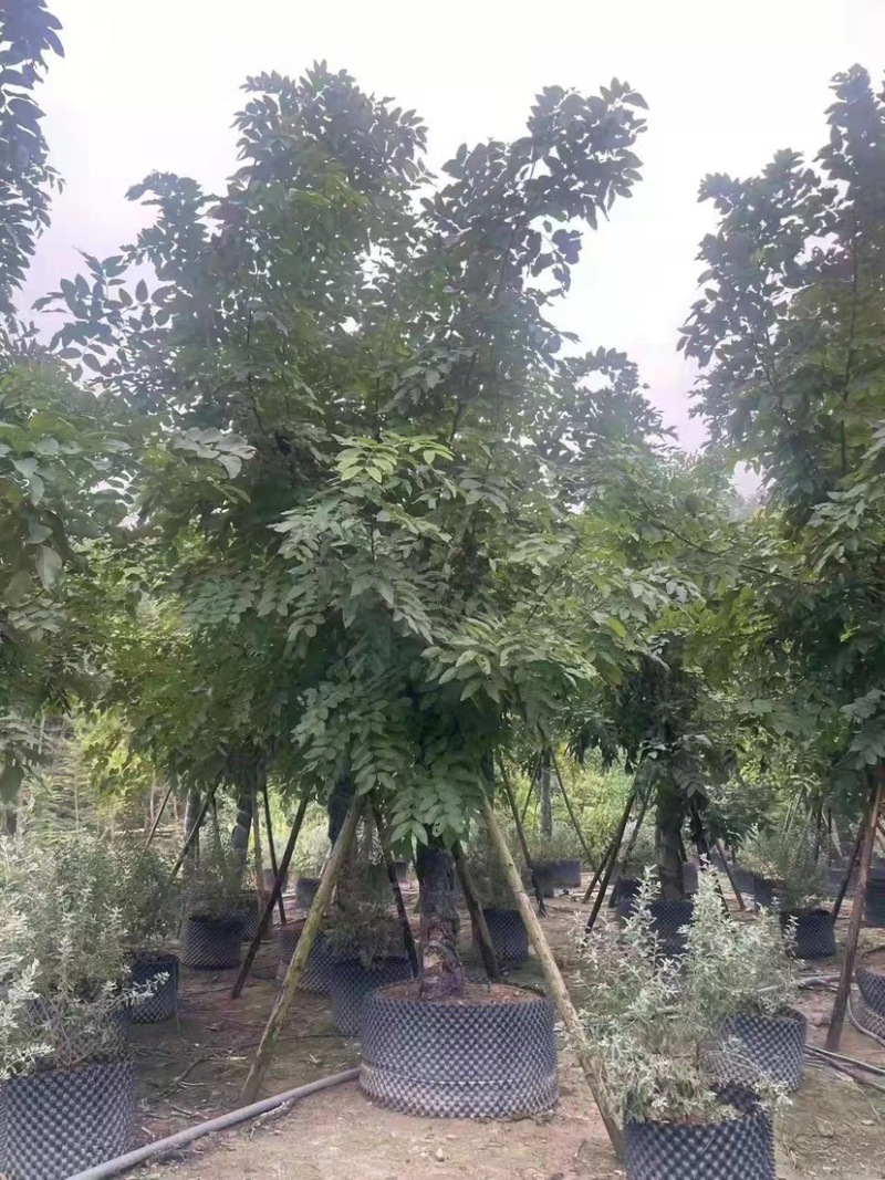 20公分的腊肠树各种规格的腊肠树现货低价批发