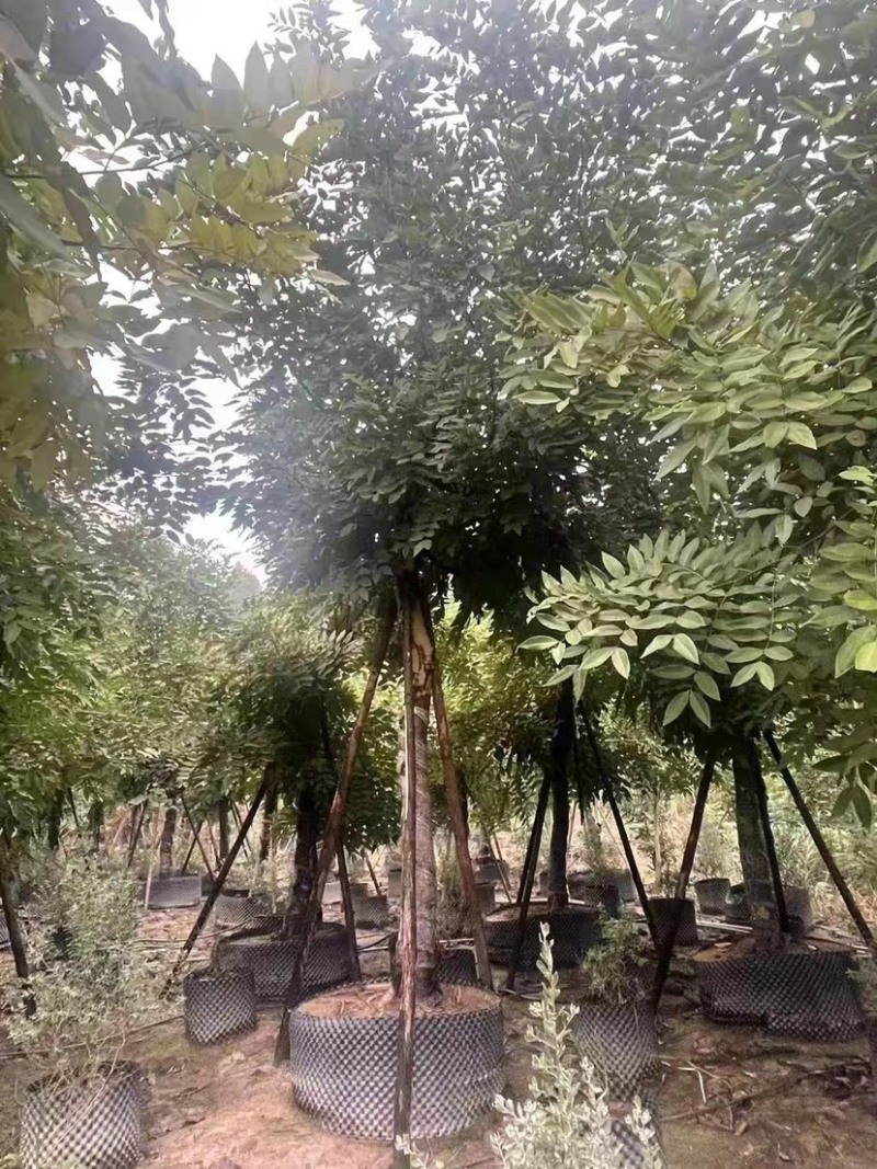 20公分的腊肠树各种规格的腊肠树现货低价批发