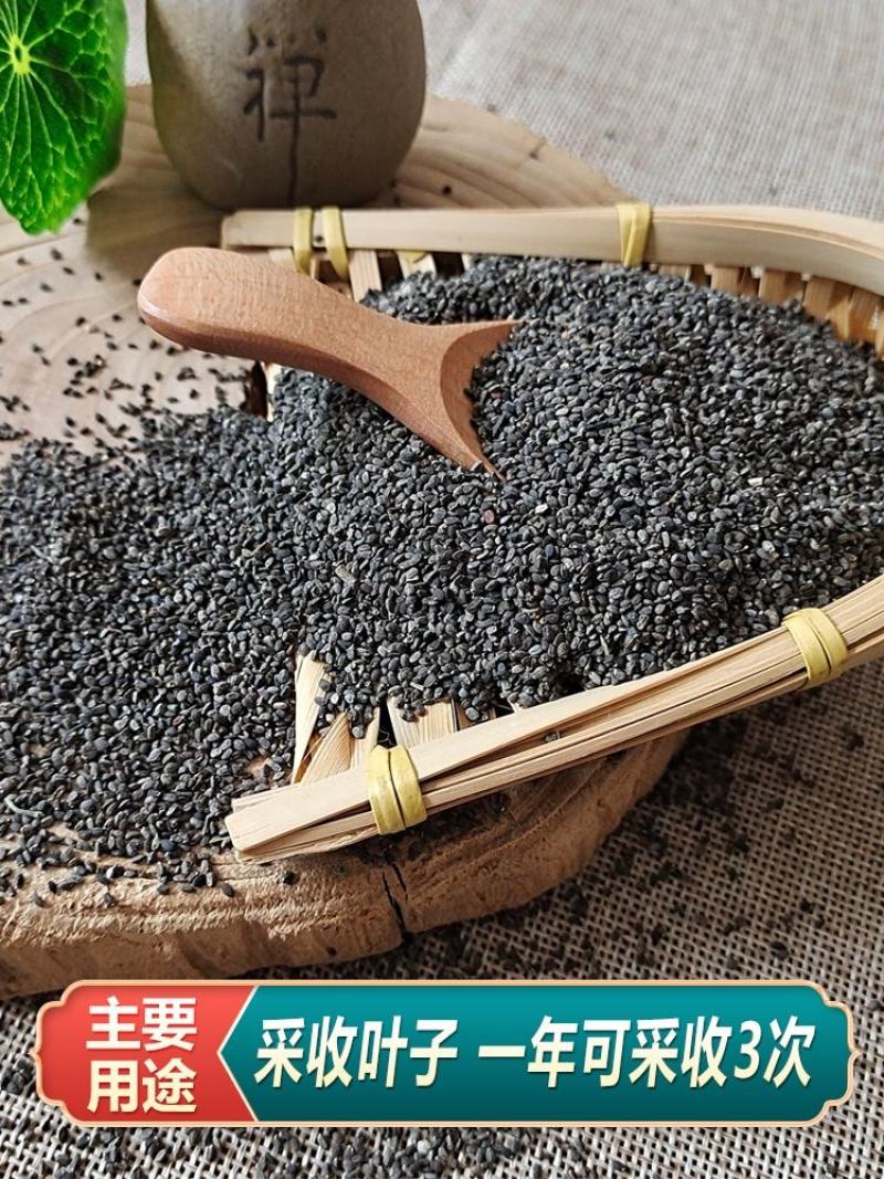 薄荷盆栽可食用留兰香苗驱蚊草室内植物水培薄荷叶柠檬香蜂草