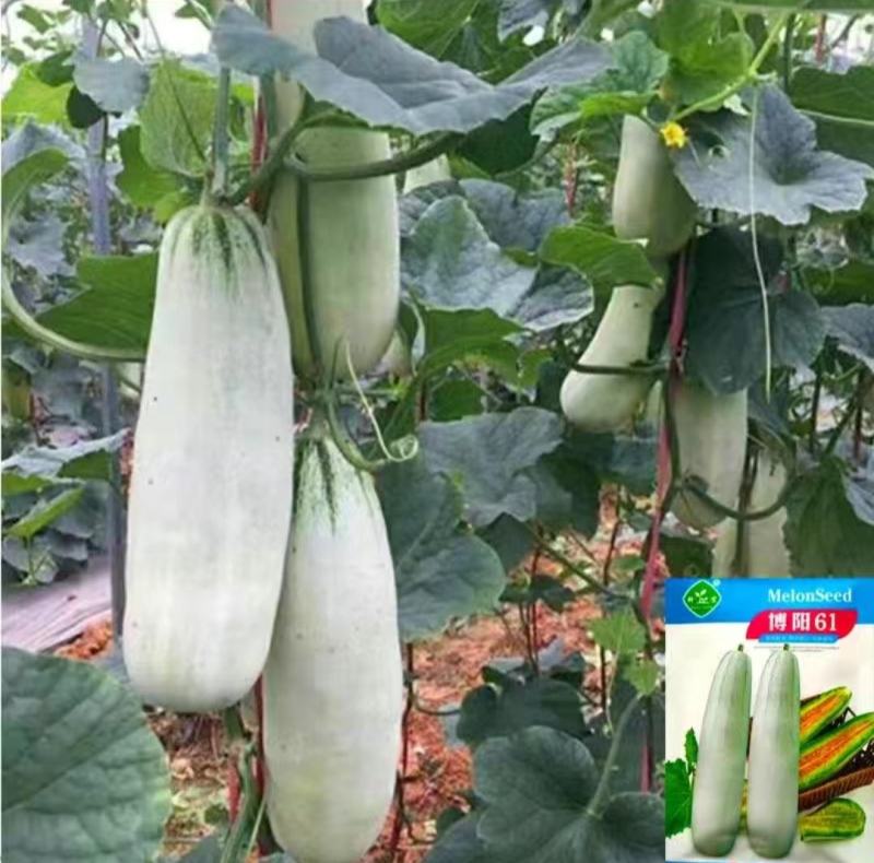 博阳61甜瓜种子中大型果薄皮果皮灰白果肉黄绿囗感脆酥风味