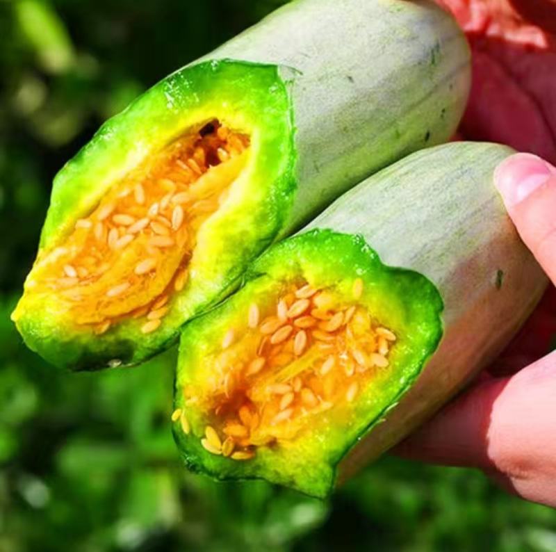 博阳61甜瓜种子中大型果薄皮果皮灰白果肉黄绿囗感脆酥风味