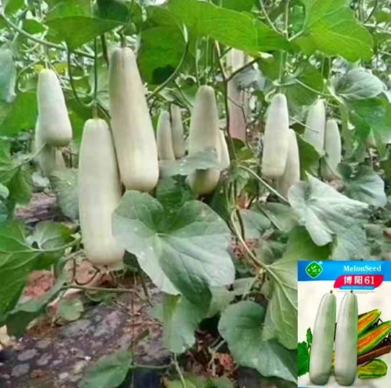 博阳61甜瓜种子中大型果薄皮果皮灰白果肉黄绿囗感脆酥风味