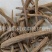 【独一味根】@【同欢药材】中药材批发供应规格齐全
