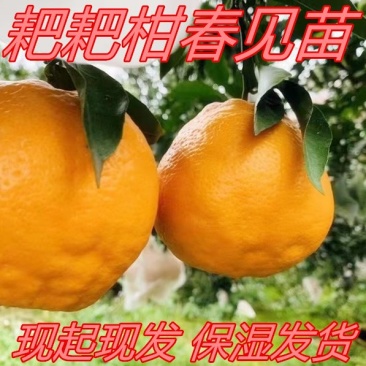 春见耙耙柑苗春见苗柑桔苗线上下单下单就送果树苗