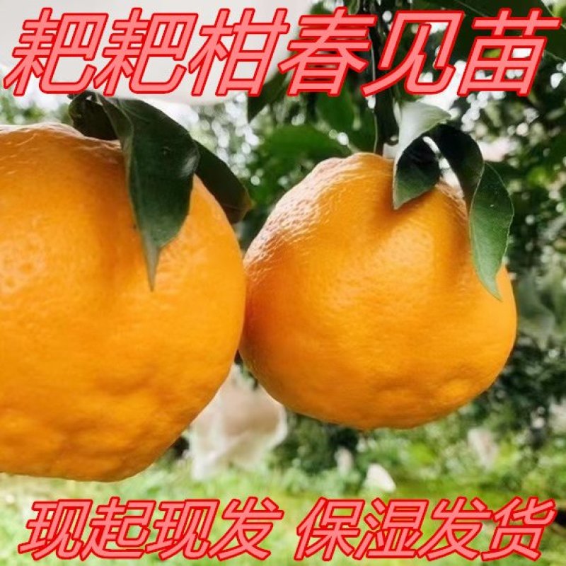 春见耙耙柑苗春见苗柑桔苗线上下单下单就送果树苗