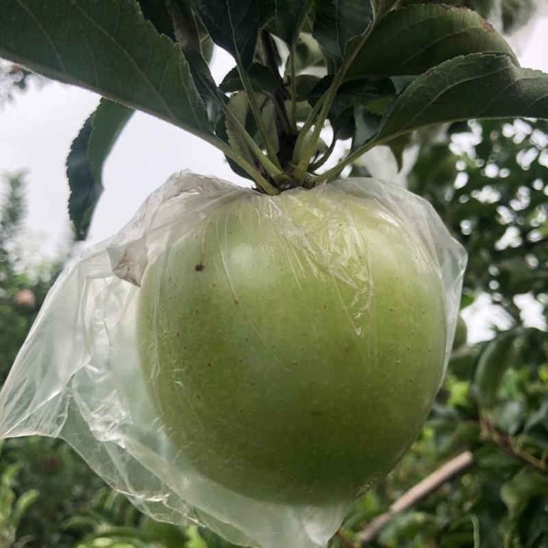 正宗王林苹果青苹果日本青森丑苹果当季新鲜水果脆甜现摘