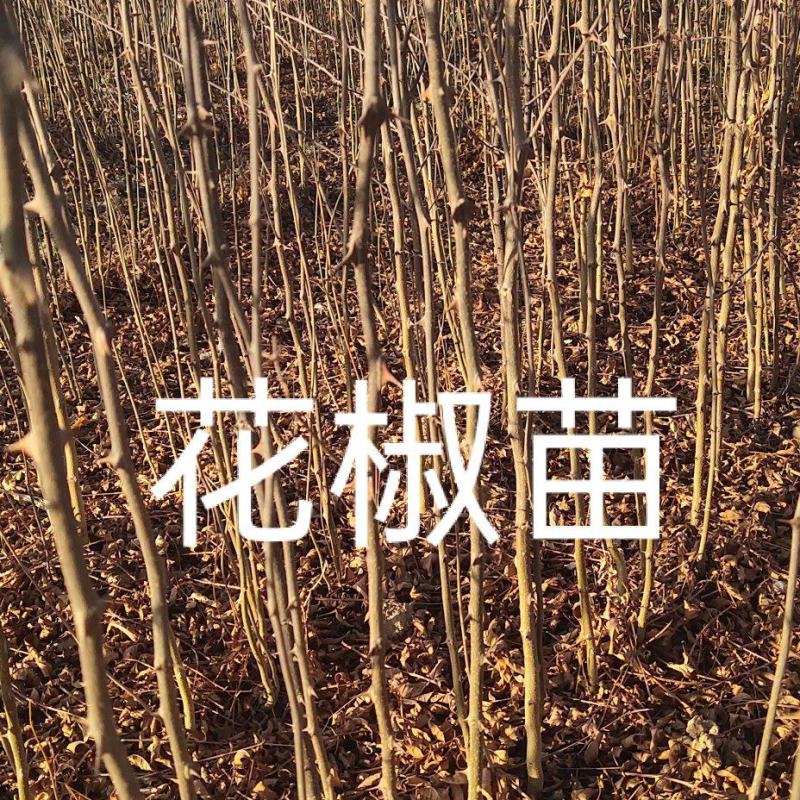 花椒苗