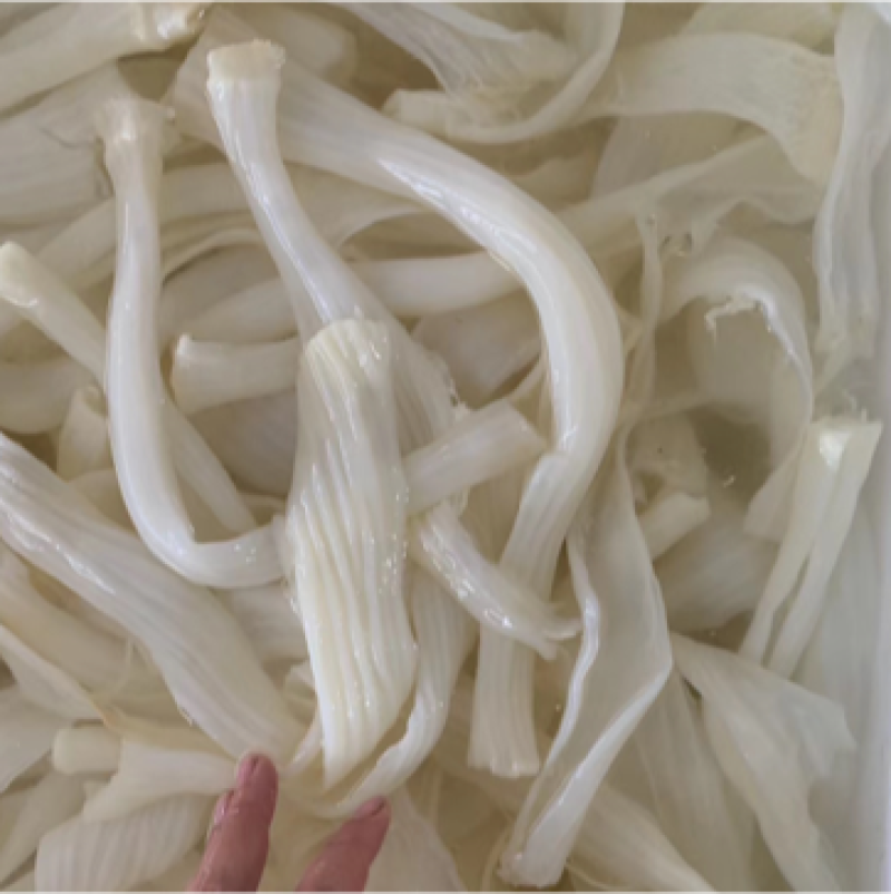 《菌把》食带/鸭食带~厂家常年供应/货源充足/全国发货