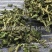 【葎草拉拉秧】@【同欢药材】中药材批发供应