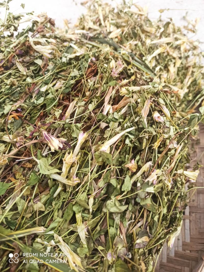 龙胆草又叫山地龙产地直发一手货源质量上乘量大优惠