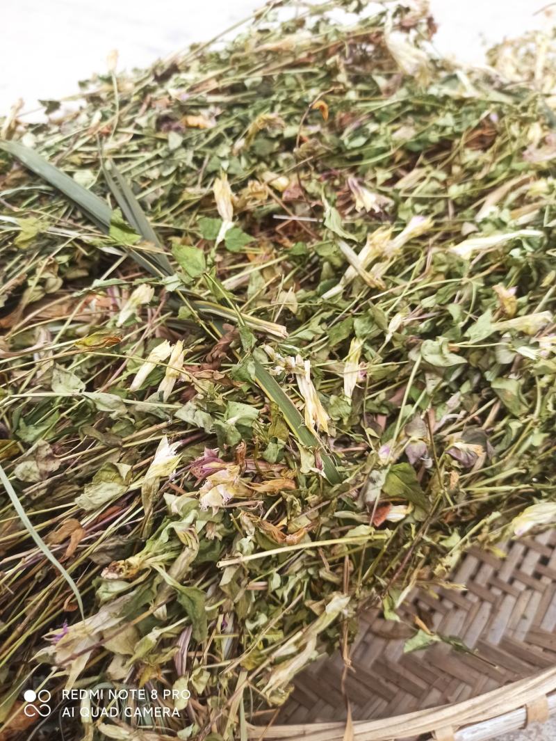 龙胆草又叫山地龙产地直发一手货源质量上乘量大优惠
