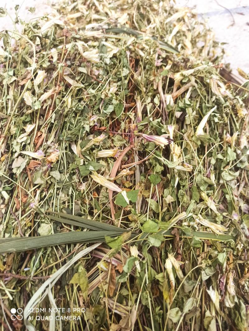 龙胆草又叫山地龙产地直发一手货源质量上乘量大优惠