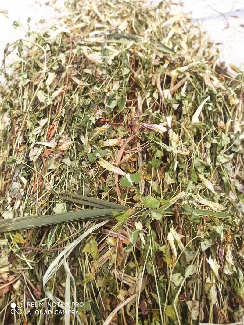 龙胆草又叫山地龙产地直发一手货源质量上乘量大优惠