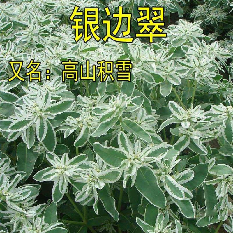 银边翠种子观叶植物草坪花高山积雪象牙白种子庭院花坛绿化种