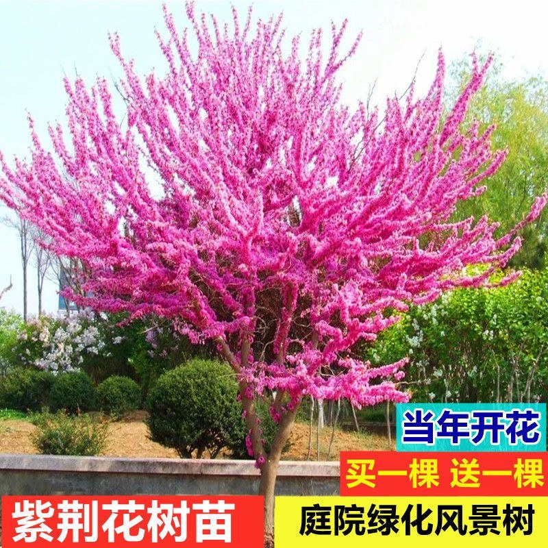 紫荆花苗紫荆小苗紫荆苗丛生紫荆苗紫金树苗满条红小苗紫荆占