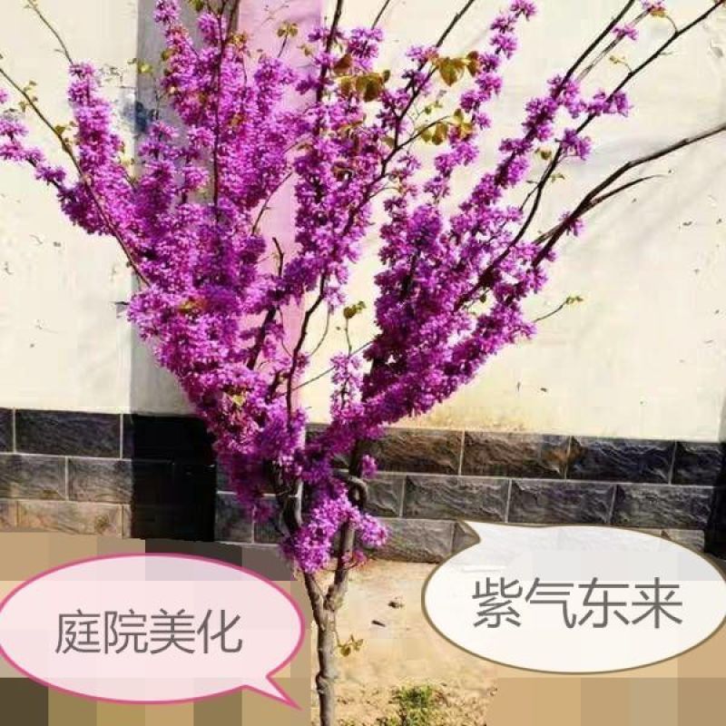 紫荆花苗紫荆小苗紫荆苗丛生紫荆苗紫金树苗满条红小苗紫荆占