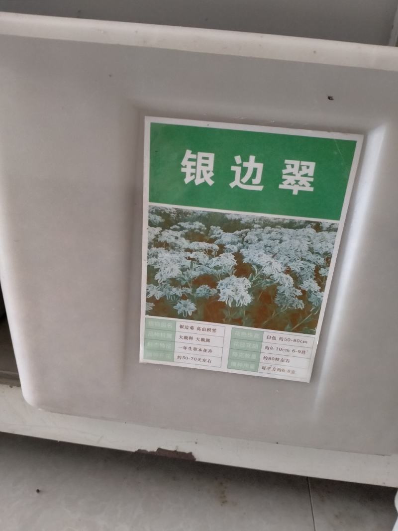 银边翠种子观叶植物草坪花高山积雪象牙白种子庭院花坛绿化种