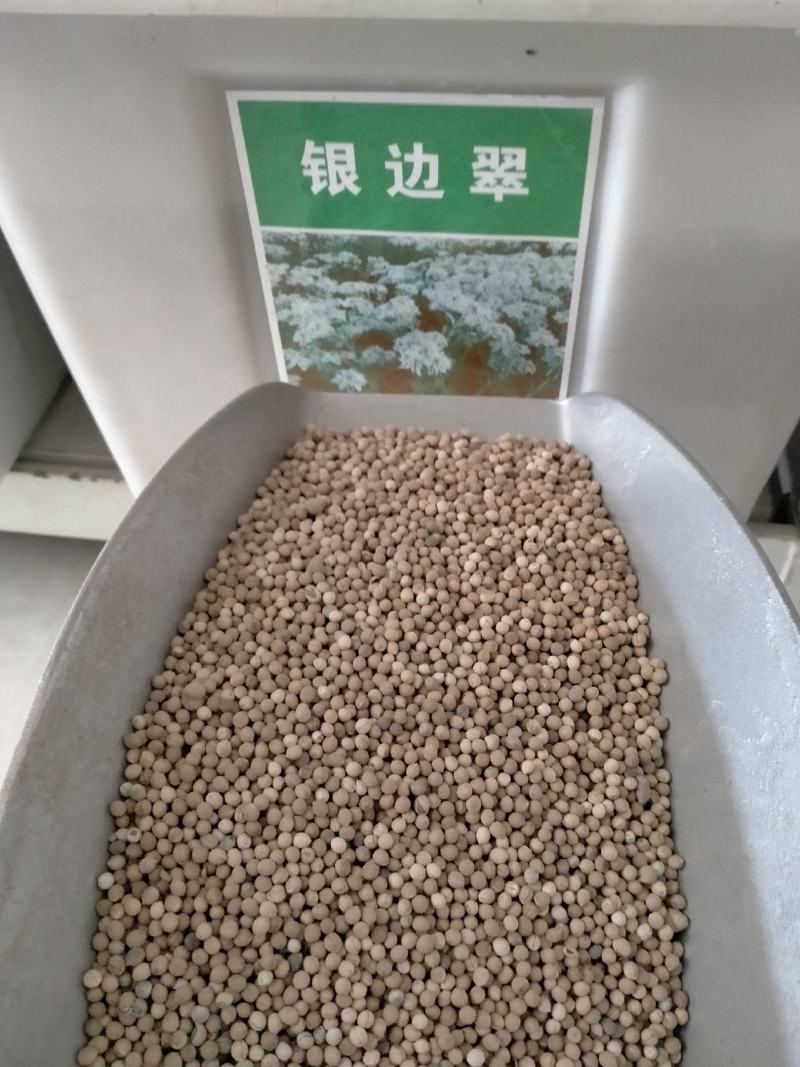 银边翠种子观叶植物草坪花高山积雪象牙白种子庭院花坛绿化种
