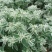银边翠种子观叶植物草坪花高山积雪象牙白种子庭院花坛绿化种