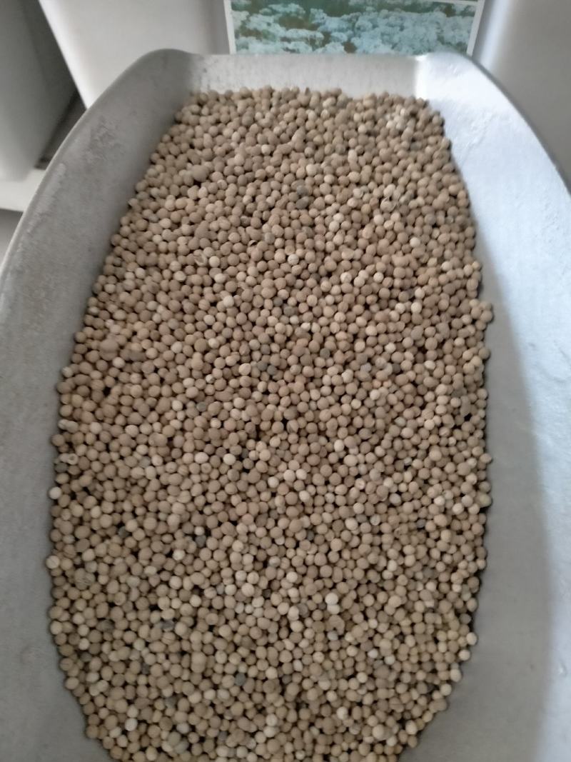银边翠种子观叶植物草坪花高山积雪象牙白种子庭院花坛绿化种