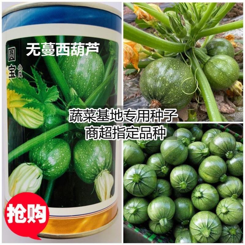 圆宝小瓜种子早熟无蔓西葫芦种子四季油绿圆瓜短蔓南瓜种