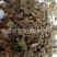 【好统货仙鹤草】@【同欢药材】中药材批发供应