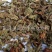 【好统货仙鹤草】@【同欢药材】中药材批发供应