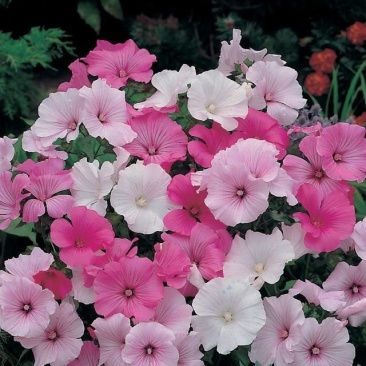 花葵花种子籽芙蓉葵易种易活阳台庭院园林景观矮生多年生花卉