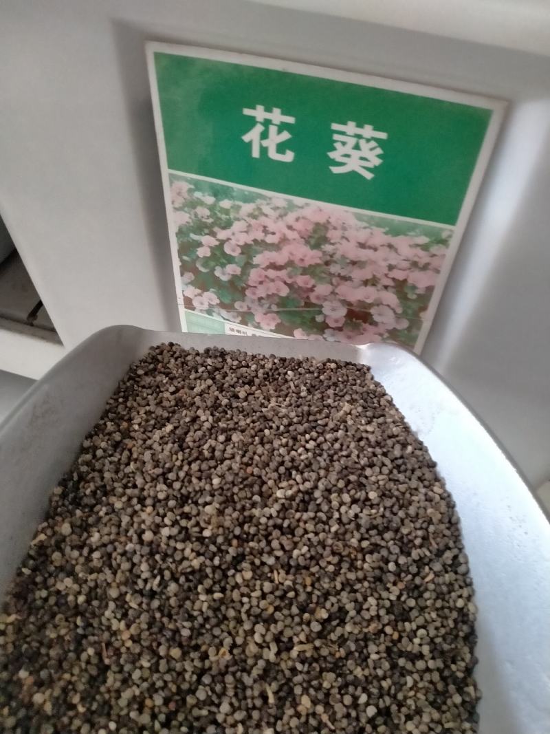 花葵花种子籽芙蓉葵易种易活阳台庭院园林景观矮生多年生花卉