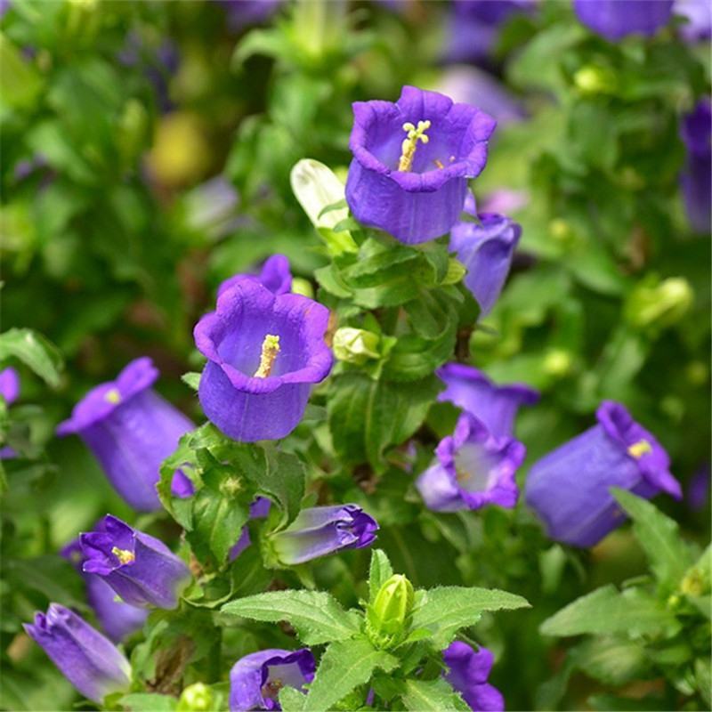 风铃花草种子室外庭院花种子花卉花种孑喇叭花种子四季种易活