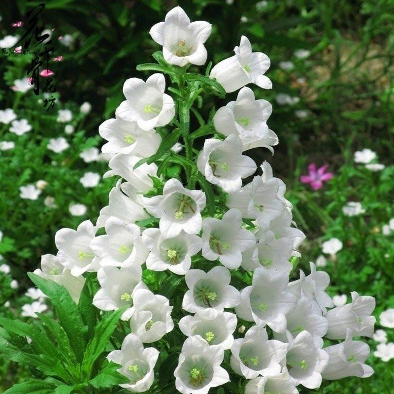 风铃花草种子室外庭院花种子花卉花种孑喇叭花种子四季种易活