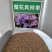 风铃花草种子室外庭院花种子花卉花种孑喇叭花种子四季种易活