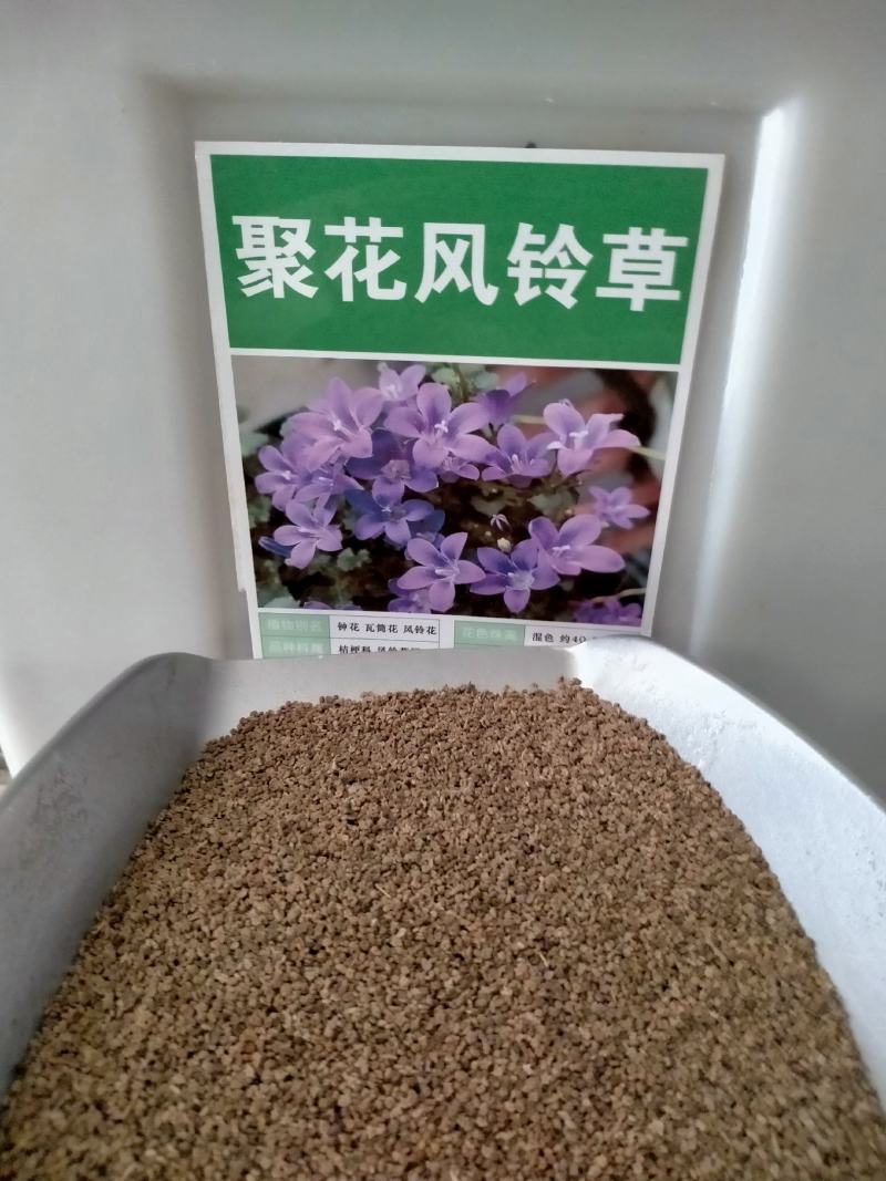 风铃花草种子室外庭院花种子花卉花种孑喇叭花种子四季种易活