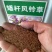 风铃花草种子室外庭院花种子花卉花种孑喇叭花种子四季种易活