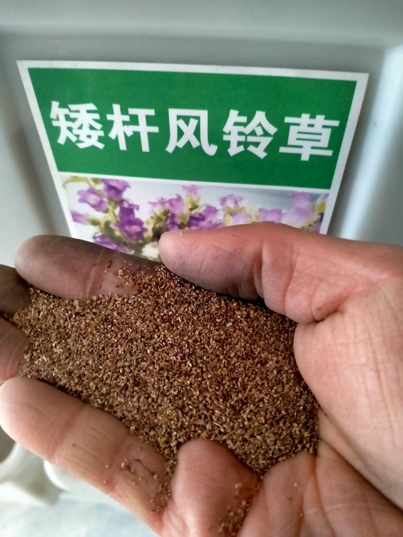 风铃花草种子室外庭院花种子花卉花种孑喇叭花种子四季种易活
