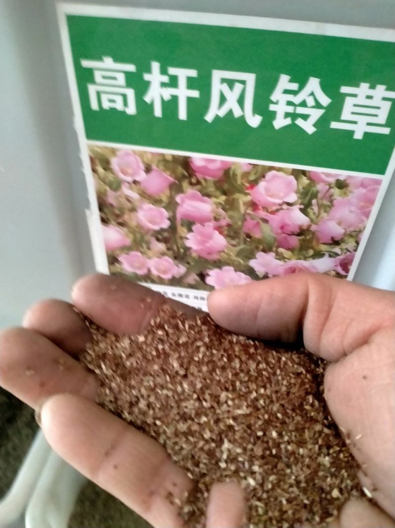 风铃花草种子室外庭院花种子花卉花种孑喇叭花种子四季种易活