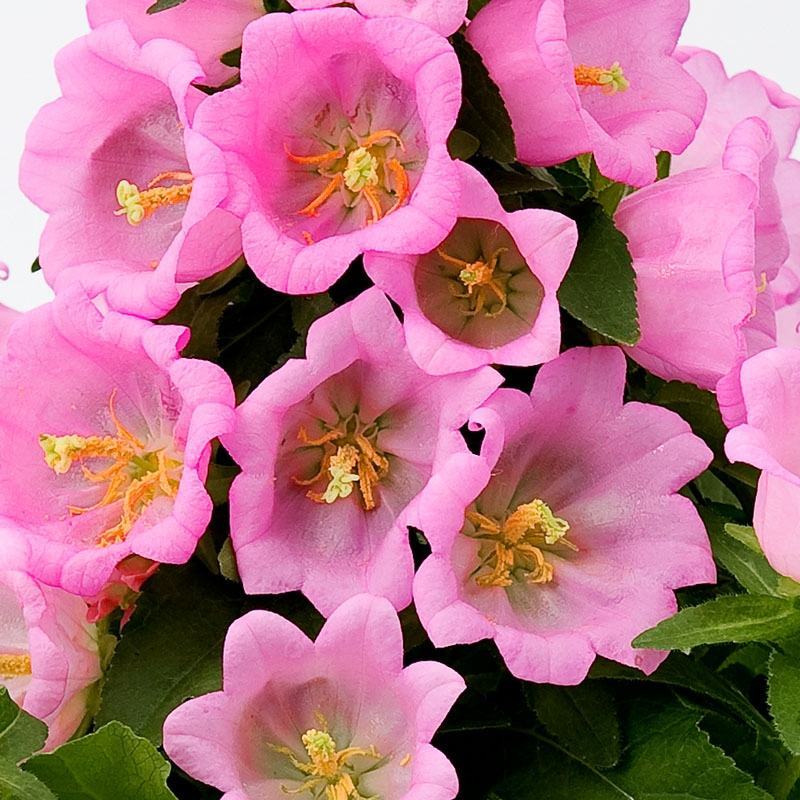 风铃花草种子室外庭院花种子花卉花种孑喇叭花种子四季种易活