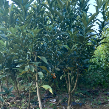 大叶金桔苗，大叶滑皮金桔，纯甜无酸味，