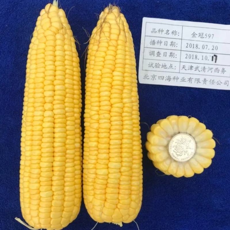 北京四海金冠597鲜食甜玉米种子超甜水果玉米种子国审玉