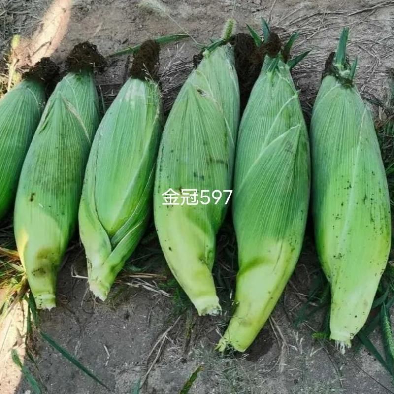 北京四海金冠597鲜食甜玉米种子超甜水果玉米种子国审玉