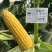 北京四海金冠597鲜食甜玉米种子超甜水果玉米种子国审玉